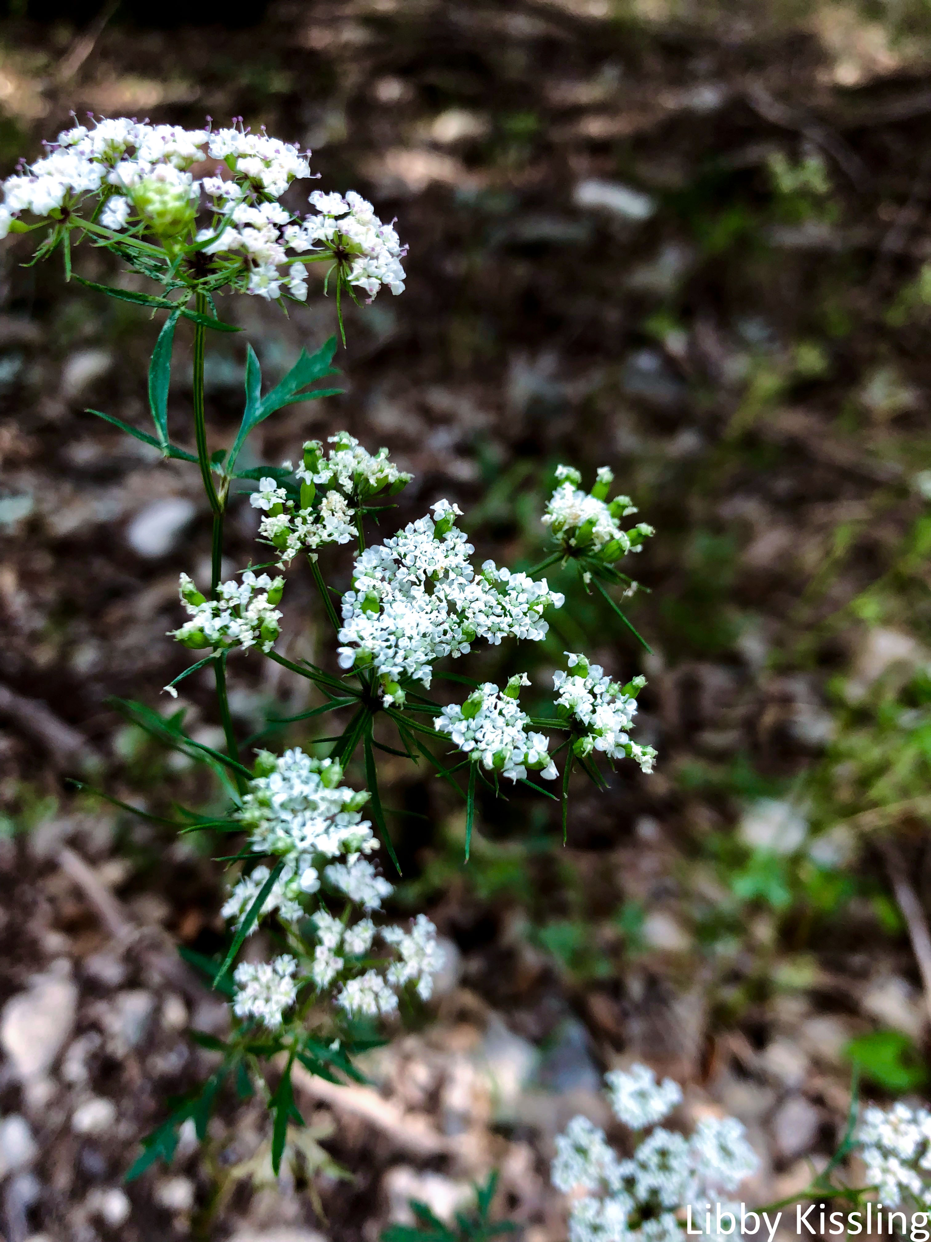 Tiny, dainty white flowers blossom among dead leaves.