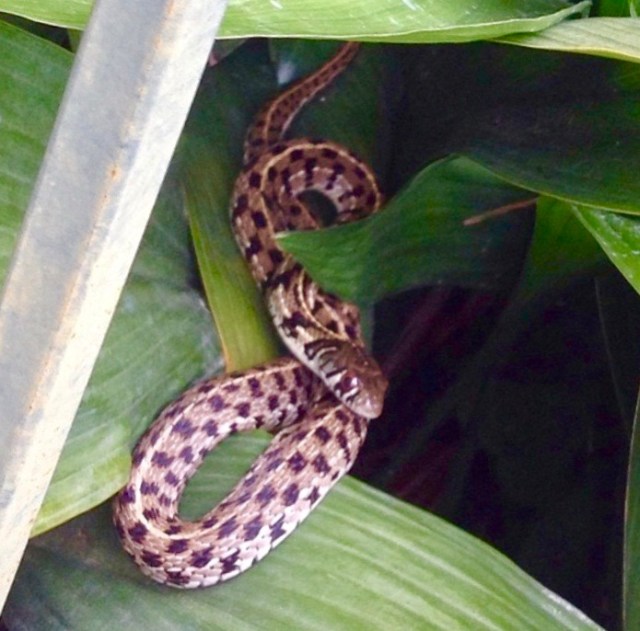 Brown spotted snake with dark red eyes sits on top of dark green leaves.