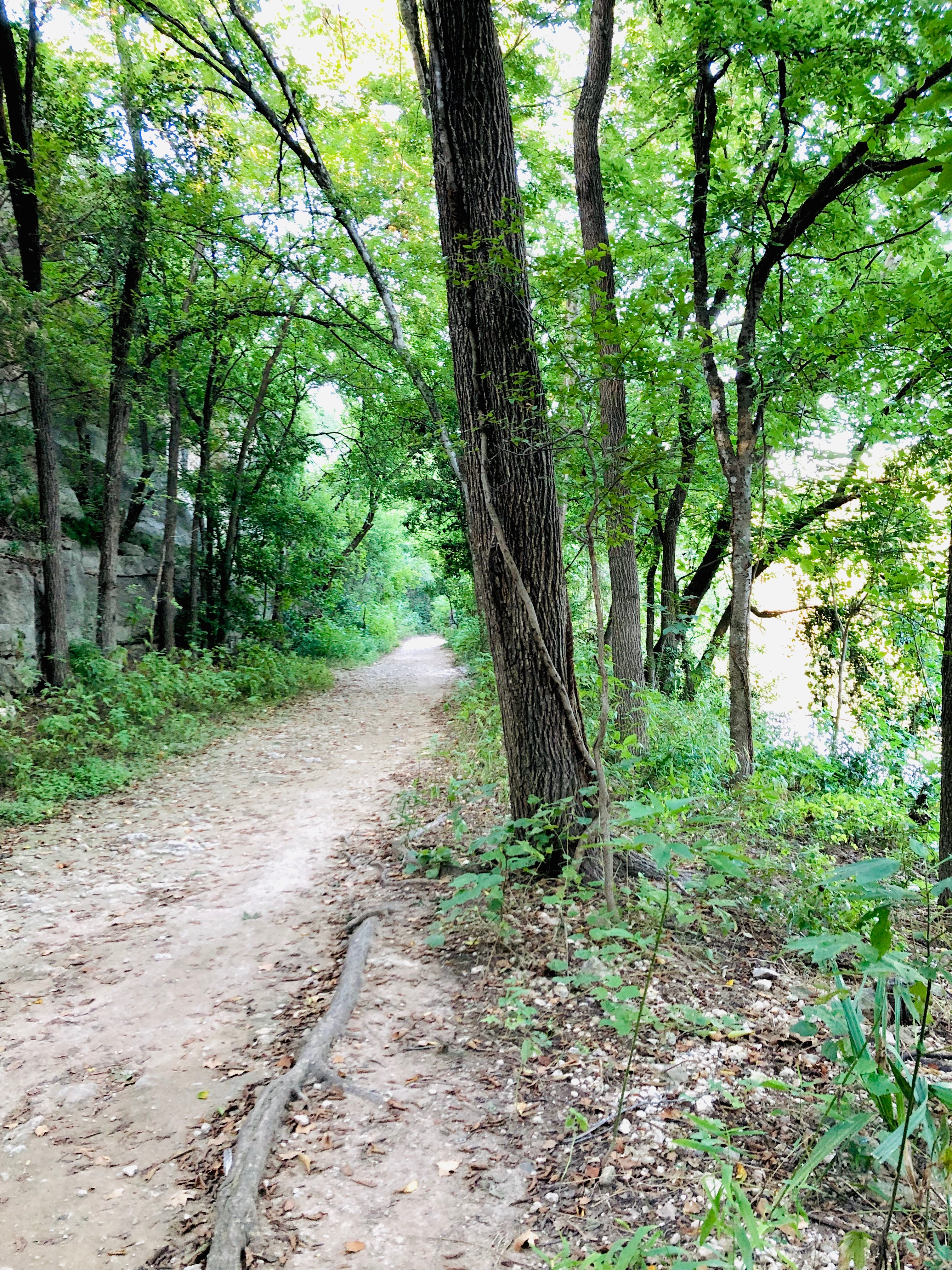 Dirt path lined with trees.