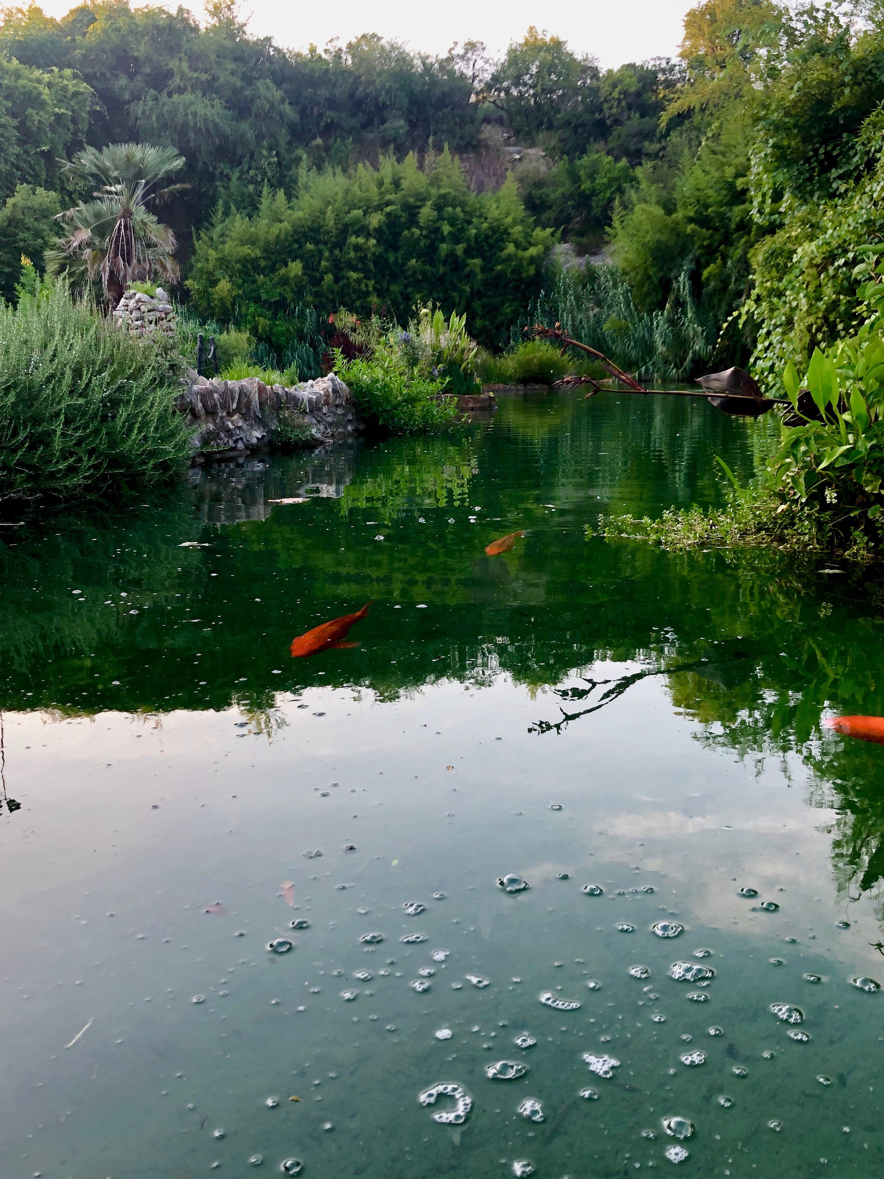 A dark green pond with bright orange koi fish is surrounded by lush, tropical foliage.