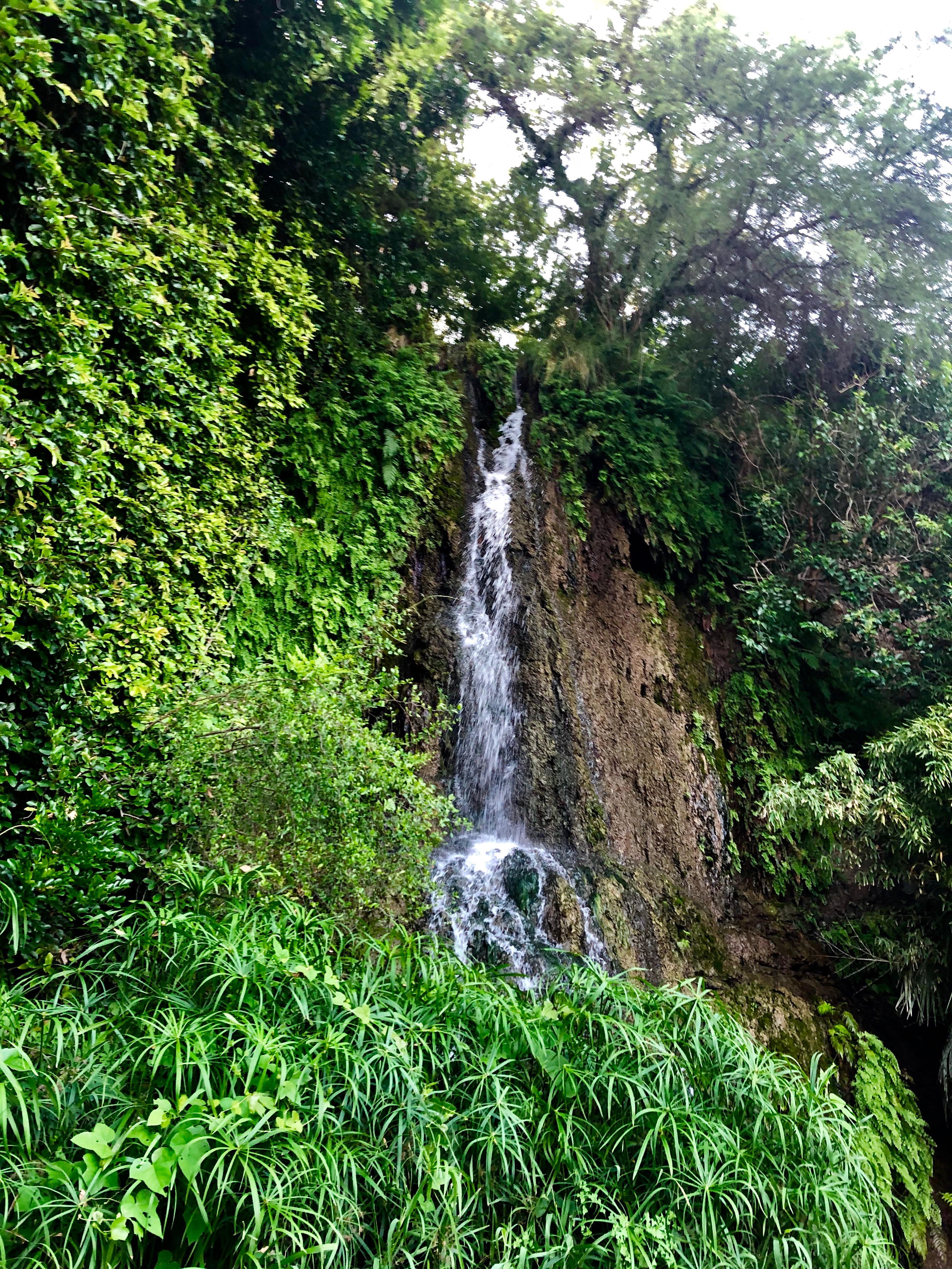 Narrow waterfall trickles over ferns and bamboo.