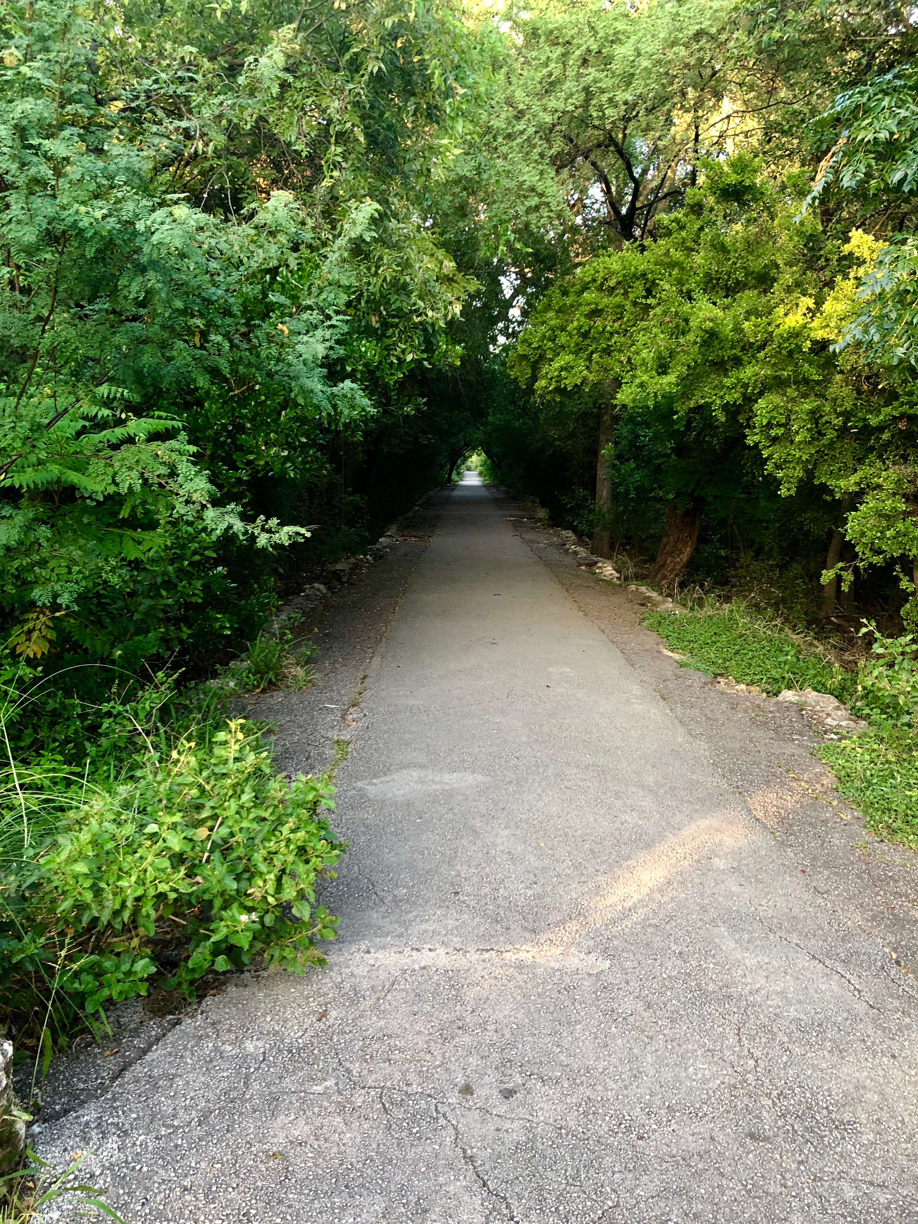 A concrete path lined with overgrown trees.