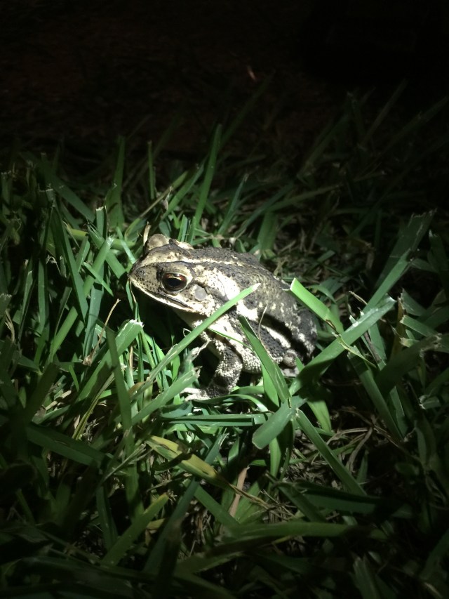 Gray toad sits in dark green grass.