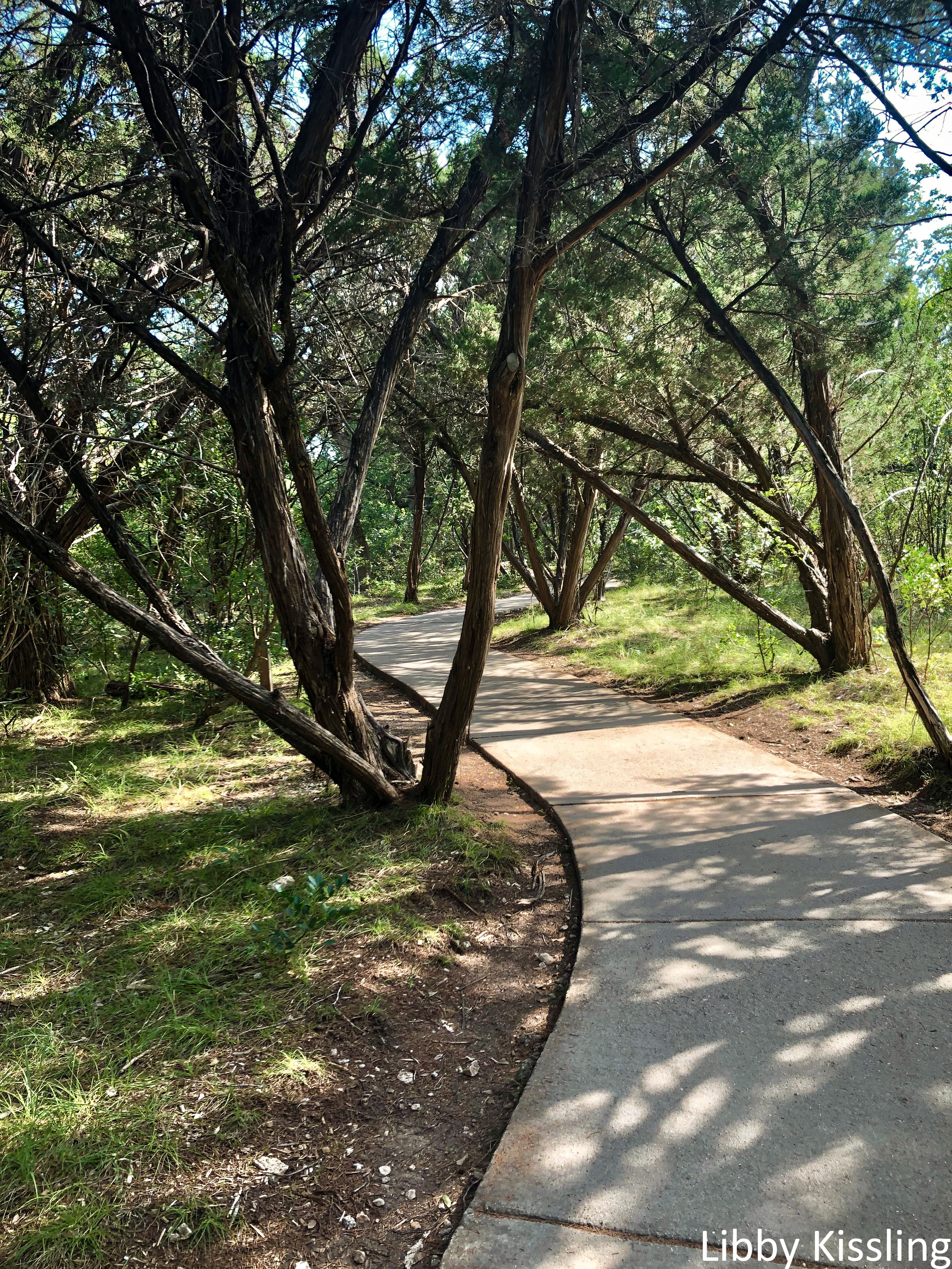 Cedar trees arch over a neat, newly paved path.