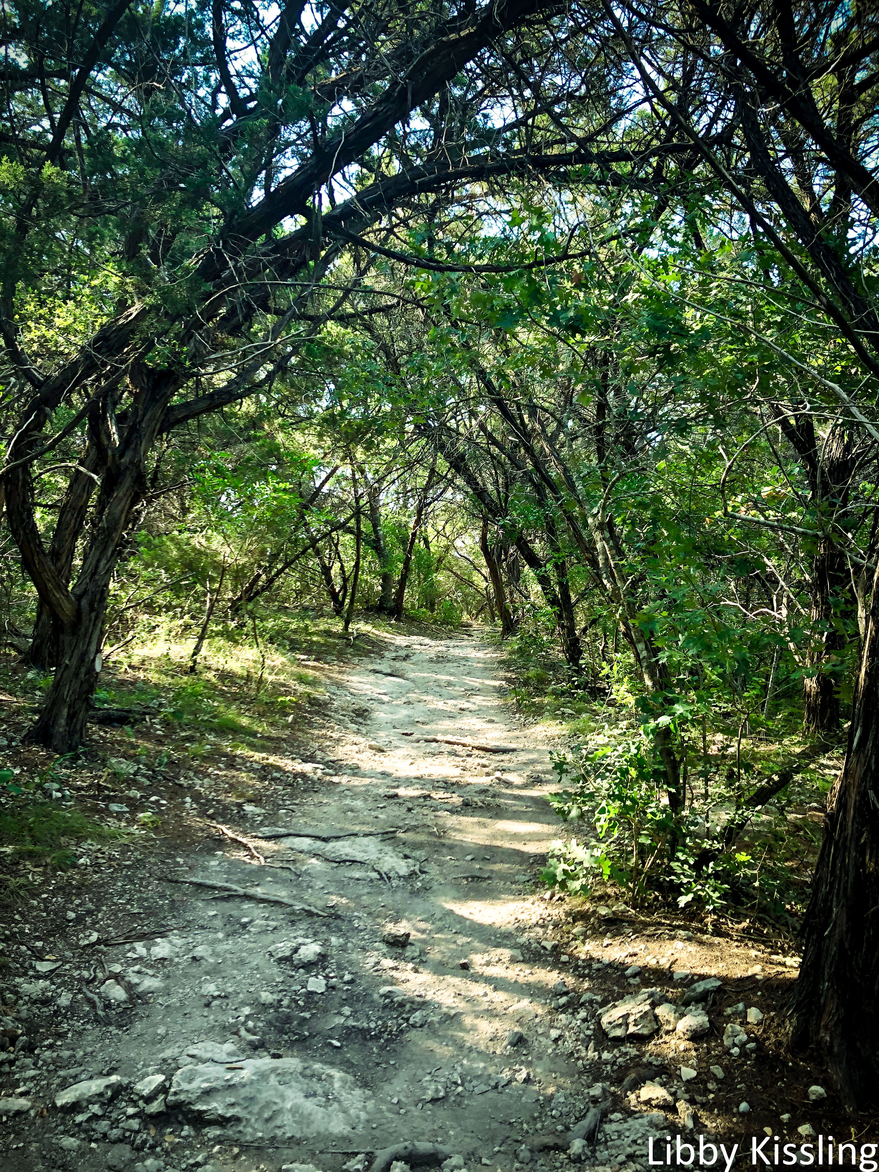 Cedar and Oak trees form arches over a dusty, worn path.
