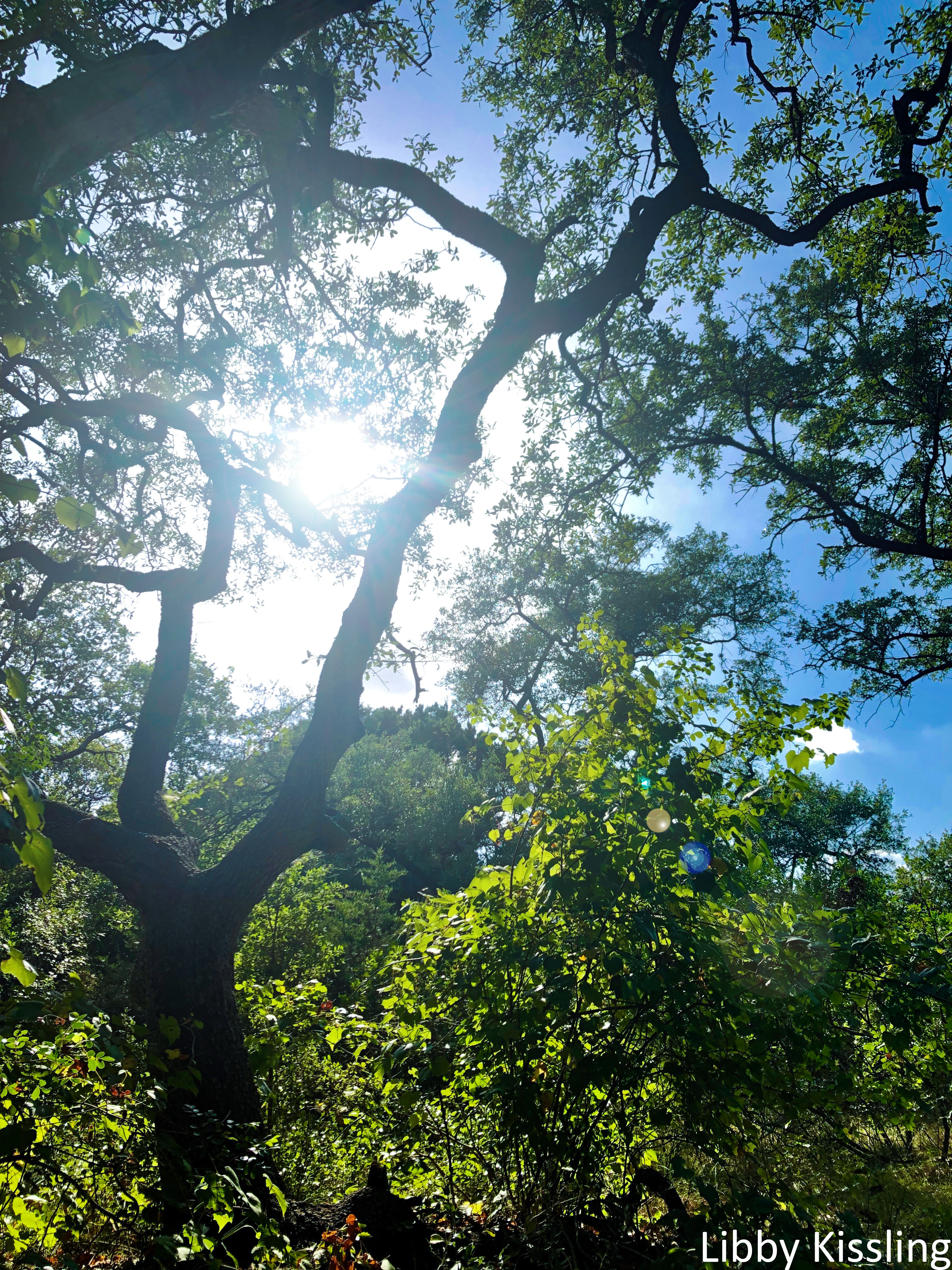 The sun flares through the branches of an oak tree.