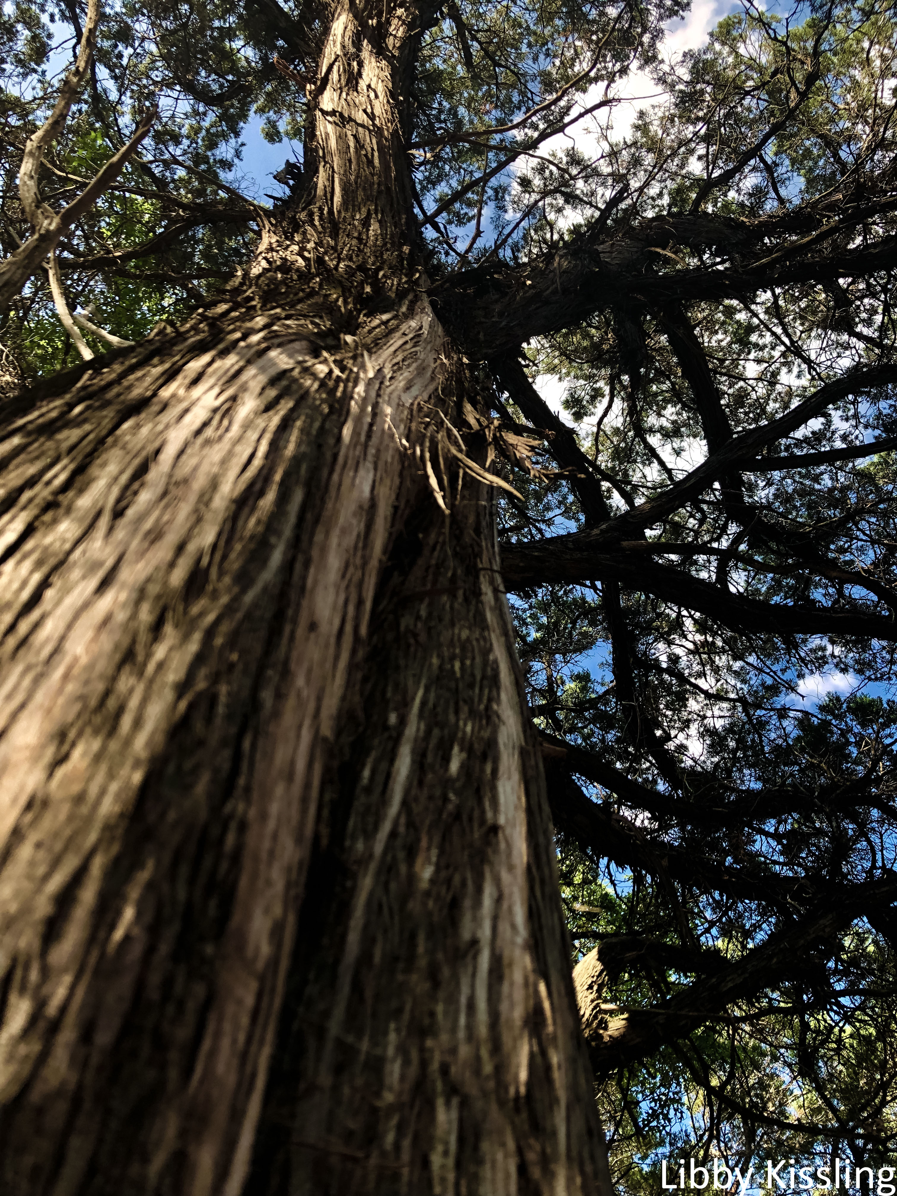 A tall, old Cedar Tree is captured from mid-trunk up with a blue sky above it.